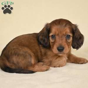 Remmi, Dachshund Puppy